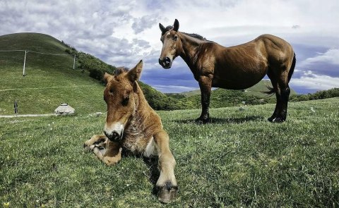 Kamera sportowa GoPro HERO10 Black 4K UHD wersja CHDHX-102-RT