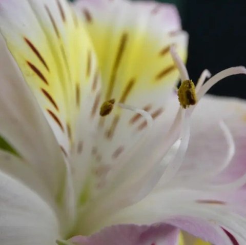 Aparat kompaktowy Panasonic Lumix DC-FZ82D czarny