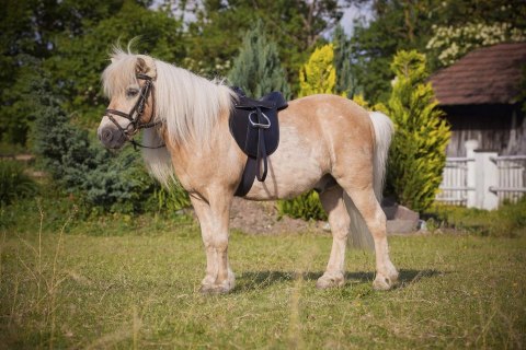 Siodło ujeżdżeniowe Kerbl Economy Pony