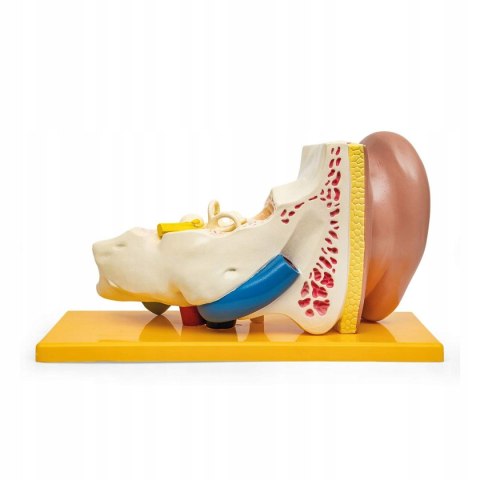 Elementary Anatomy Anatomia podstawowa - ekonomiczny 4 częściowy