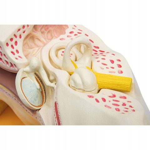 Elementary Anatomy Anatomia podstawowa - ekonomiczny 4 częściowy