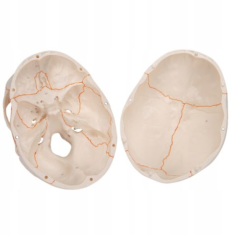 3B Scientific A21 Czaszka z Numeracją Kości 3 części ruchoma żuchwa