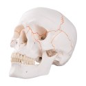 3B Scientific A21 Czaszka z Numeracją Kości 3 części ruchoma żuchwa