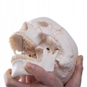 3B Scientific A21 Czaszka z Numeracją Kości 3 części ruchoma żuchwa