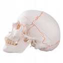 3B Scientific A21 Czaszka z Numeracją Kości 3 części ruchoma żuchwa