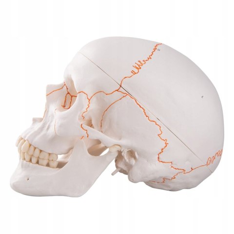 3B Scientific A21 Czaszka z Numeracją Kości 3 części ruchoma żuchwa
