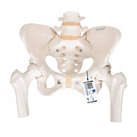 3B Scientific Model szkieletu miednicy żeńskiej - 3B Smart Anatomy A62