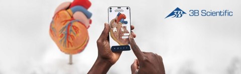 3B Scientific Model szkieletu miednicy żeńskiej - 3B Smart Anatomy A62