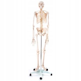 Model szkieletu człowieka 1:1 10 kg 170 cm