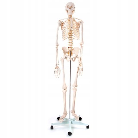 Model szkieletu człowieka 1:1 10 kg 170 cm