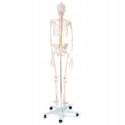 Model szkieletu człowieka 1:1 10 kg 170 cm