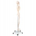 Model szkieletu człowieka 1:1 10 kg 170 cm
