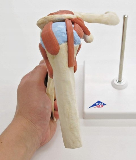 3B Scientific A80/1 Deluxe funkcjonalny model stawu barkowego