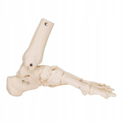 3B Scientific model luźnego szkieletu stopy i kostki