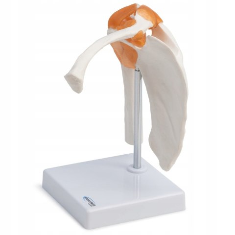 Cranstein Scientific Cranstein A-332 przegub