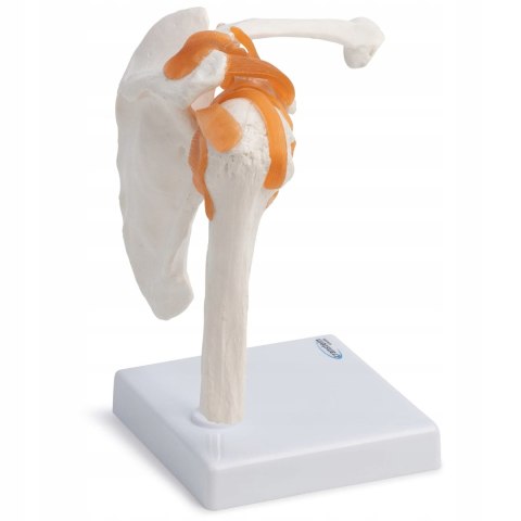 Cranstein Scientific Cranstein A-332 przegub