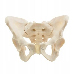 Model Miednicy Żeńskiej