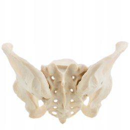 Model Miednicy Żeńskiej