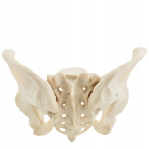 Model Miednicy Żeńskiej