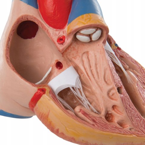 Model Serca z Grasicą i 3B Smart Anatomy