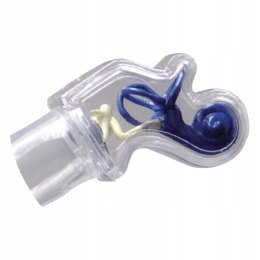 Model ucha Clear Ear firmy 3B Scientific