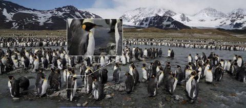 Obiektyw Sony E FE 24-70 mm f/2.8 GM SEL2470GM