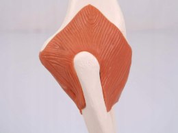 3B Scientific Anatomia ludzka model funkcji stawu łokciowego