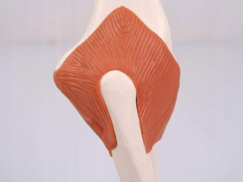 3B Scientific Anatomia ludzka model funkcji stawu łokciowego
