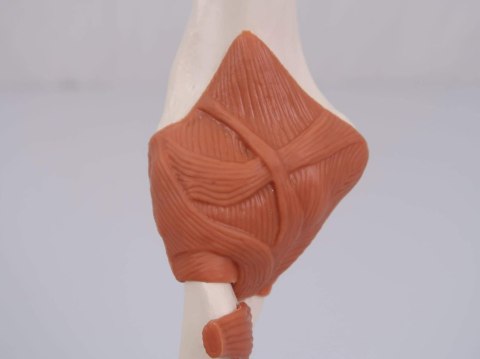 3B Scientific Anatomia ludzka model funkcji stawu łokciowego