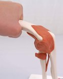 3B Scientific Anatomia ludzka model funkcji stawu łokciowego