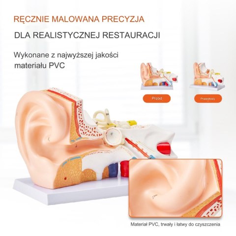 Model Anatomiczny Ucho 3 Części