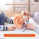 Model Anatomiczny Ucho 3 Części