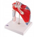 Model anatomiczny stawu barkowego Scientific 3O61