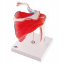 Model anatomiczny stawu barkowego Scientific 3O61