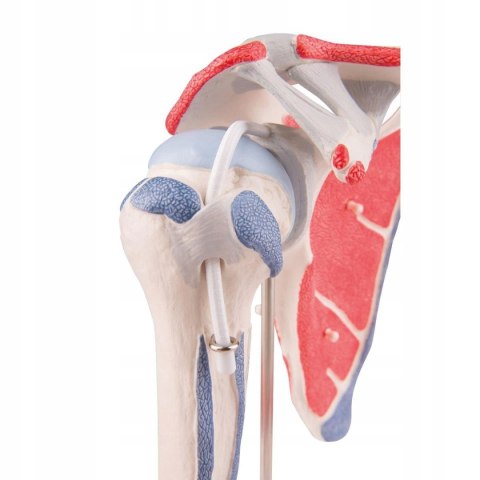 Model anatomiczny stawu barkowego Scientific 3O61