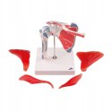 Model anatomiczny stawu barkowego Scientific 3O61