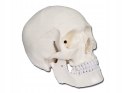 Gima - Biały, składany w 3 częściach model czaszki