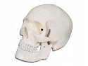 Gima - Biały, składany w 3 częściach model czaszki