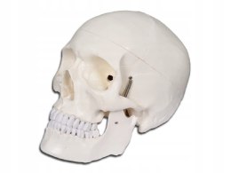 Gima - Biały, składany w 3 częściach model czaszki