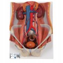 3B Scientific model K32 Dual Sex Urinary System, 6-częściowy