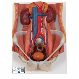3B Scientific model K32 Dual Sex Urinary System, 6-częściowy