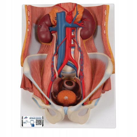 3B Scientific model K32 Dual Sex Urinary System, 6-częściowy