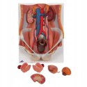 3B Scientific model K32 Dual Sex Urinary System, 6-częściowy