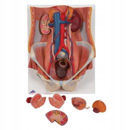 3B Scientific model K32 Dual Sex Urinary System, 6-częściowy