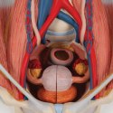 3B Scientific model K32 Dual Sex Urinary System, 6-częściowy