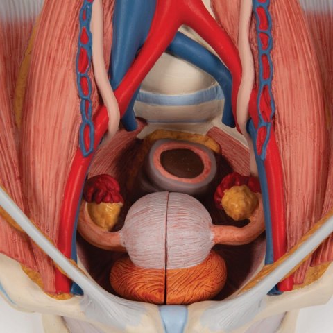 3B Scientific model K32 Dual Sex Urinary System, 6-częściowy