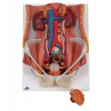 3B Scientific model K32 Dual Sex Urinary System, 6-częściowy