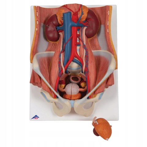 3B Scientific model K32 Dual Sex Urinary System, 6-częściowy