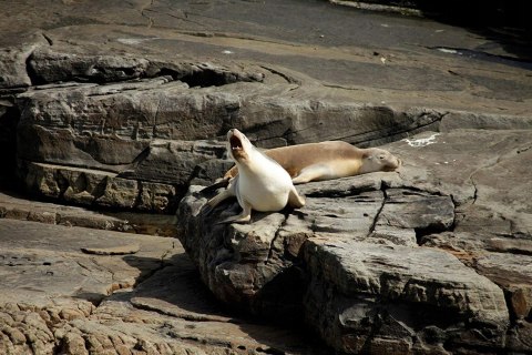 Obiektyw TAMRON 70-300mm 4-5.6 GW FV MEGA OKAZJA!