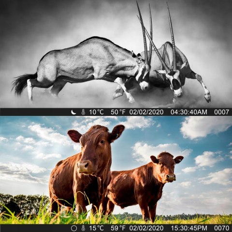 TOGUARD Kamera myśliwska 20MP 1080P